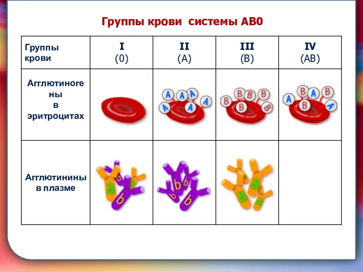 складками его внутренней оболочки, обеспечивает однонаправленный ток крови за счет