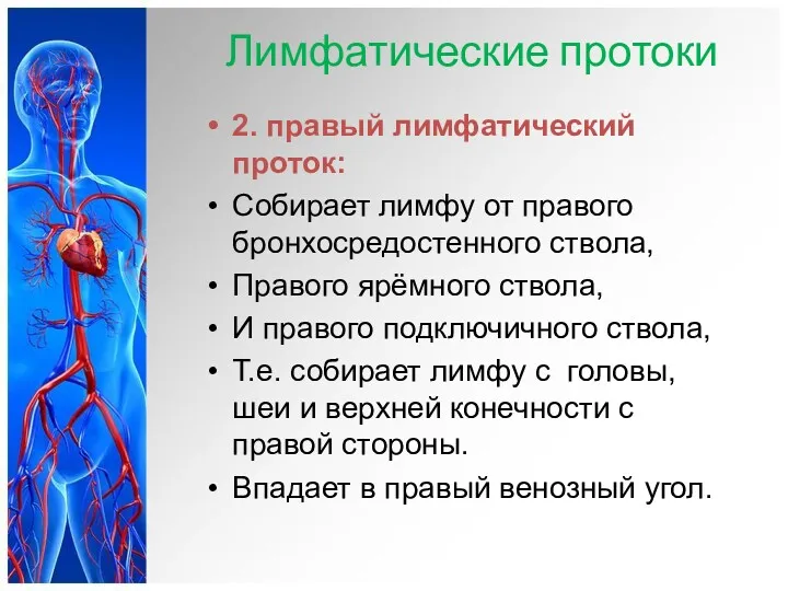 Лимфатические протоки 2. правый лимфатический проток: Собирает лимфу от правого