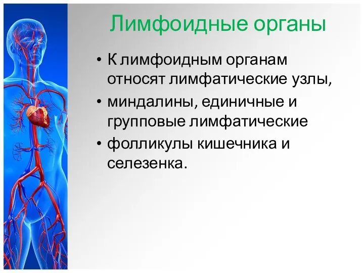 Лимфоидные органы К лимфоидным органам относят лимфатические узлы, миндалины, единичные