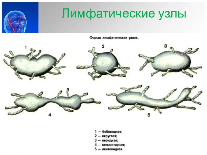 Лимфатические узлы