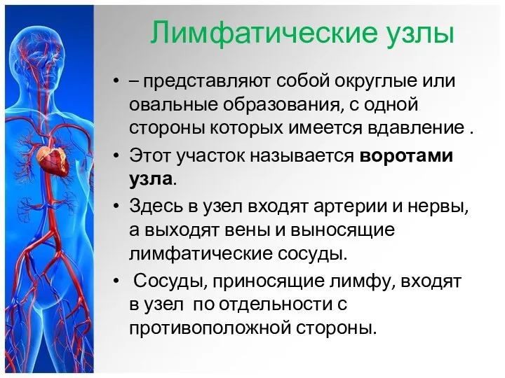 Лимфатические узлы – представляют собой округлые или овальные образования, с