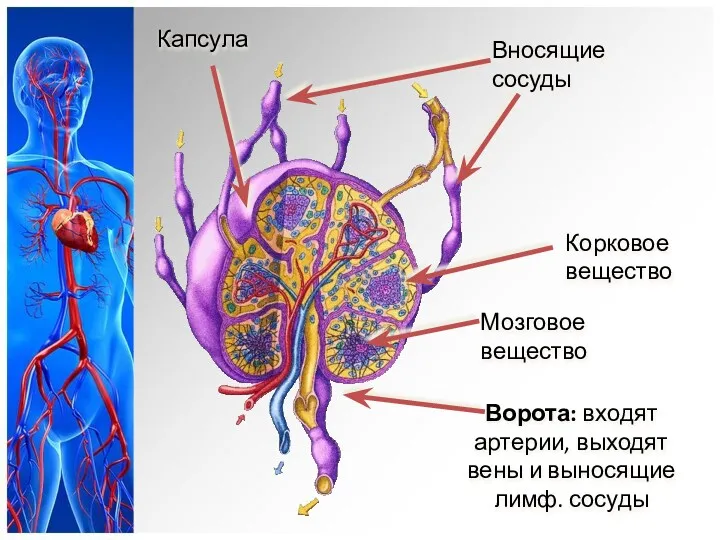 Капсула Мозговое вещество Ворота: входят артерии, выходят вены и выносящие лимф. сосуды Вносящие сосуды Корковое вещество