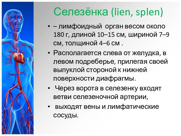 Селезёнка (lien, splen) – лимфоидный орган весом около 180 г,