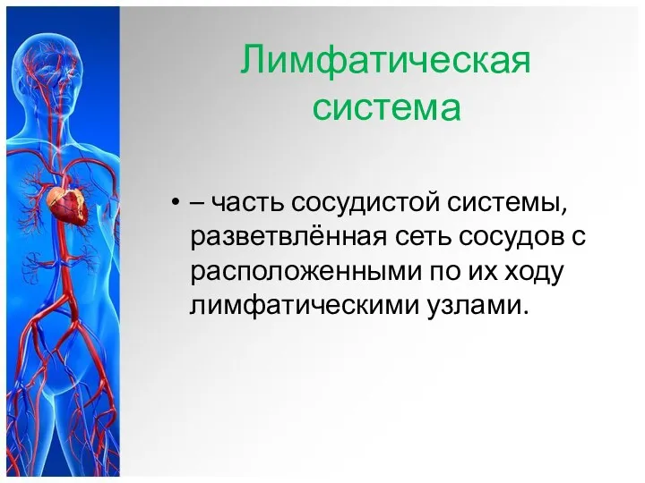 Лимфатическая система – часть сосудистой системы, разветвлённая сеть сосудов с расположенными по их ходу лимфатическими узлами.