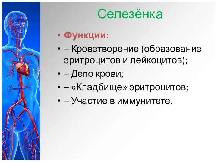 Селезёнка Функции: – Кроветворение (образование эритроцитов и лейкоцитов); – Депо