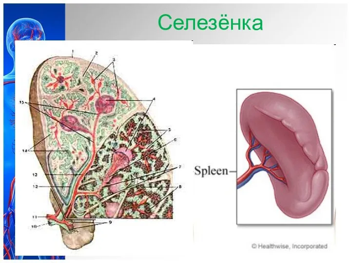 Селезёнка