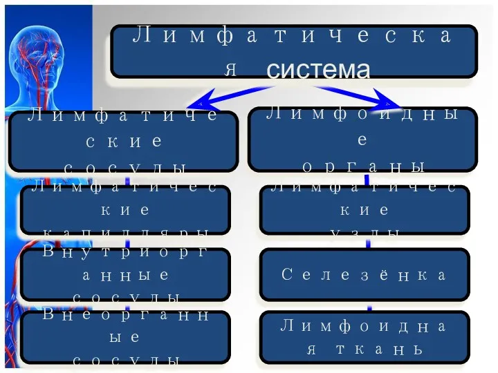 Лимфоидные органы Лимфатические капилляры Лимфатические сосуды Внутриорганные сосуды Внеорганные сосуды