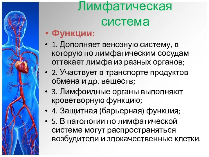 Лимфатическая система Функции: 1. Дополняет венозную систему, в которую по