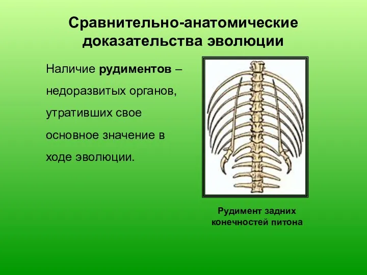 Наличие рудиментов – недоразвитых органов, утративших свое основное значение в ходе эволюции. Рудимент