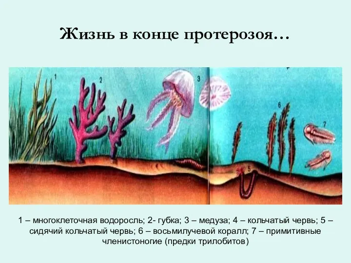 Жизнь в конце протерозоя… 1 – многоклеточная водоросль; 2- губка; 3 – медуза;