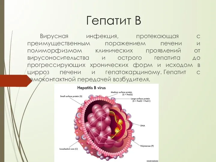 Гепатит В Вирусная инфекция, протекающая с преимущественным поражением печени и