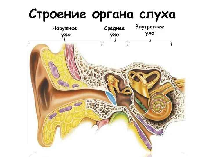 Строение органа слуха Внутреннее ухо Среднее ухо Наружное ухо