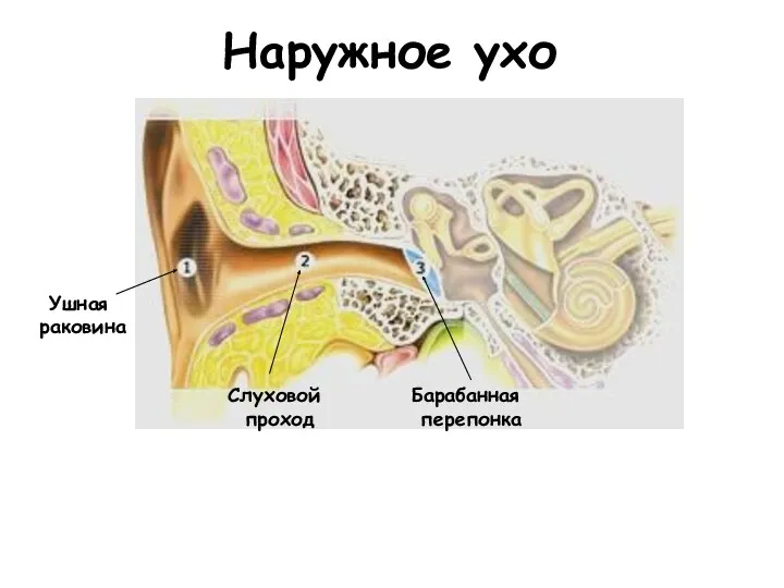 Наружное ухо Ушная раковина Слуховой проход Барабанная перепонка