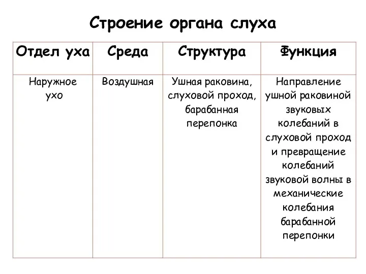 Строение органа слуха