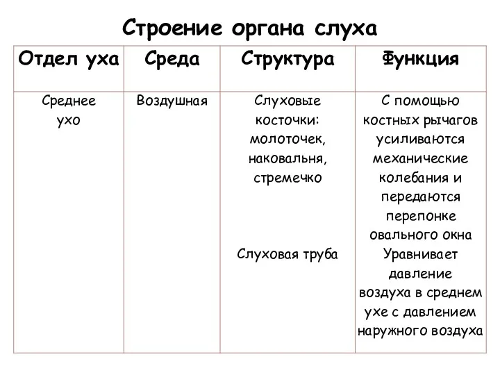 Строение органа слуха