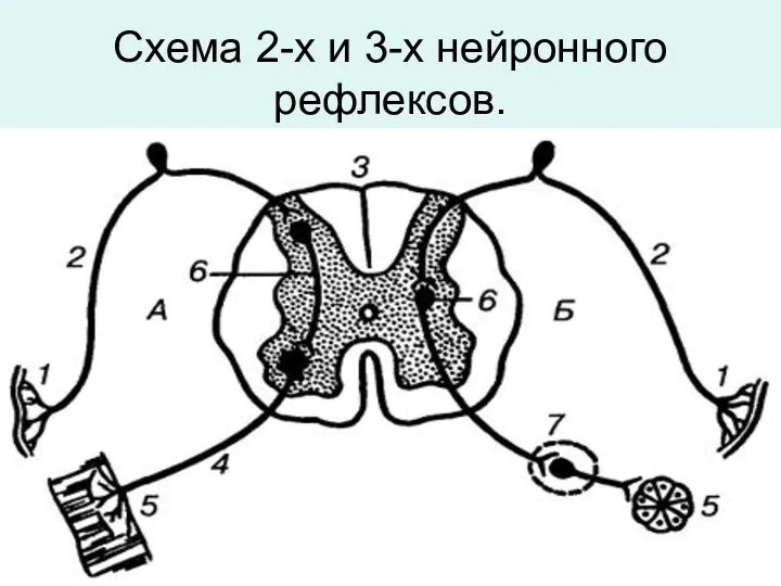 Схема 2-х и 3-х нейронного рефлексов.