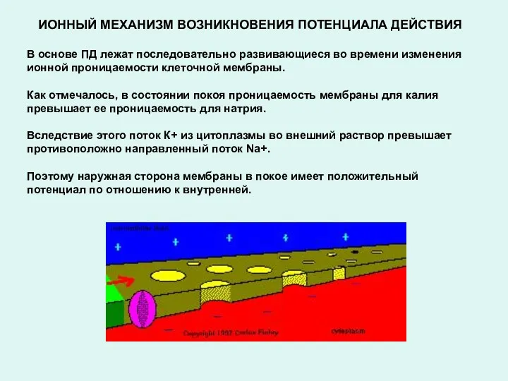 ИОННЫЙ МЕХАНИЗМ ВОЗНИКНОВЕНИЯ ПОТЕНЦИАЛА ДЕЙСТВИЯ В основе ПД лежат последовательно