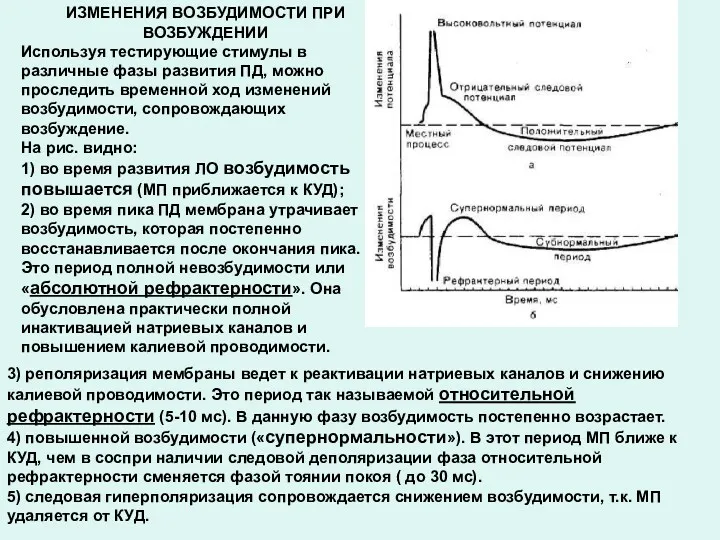 ИЗМЕНЕНИЯ ВОЗБУДИМОСТИ ПРИ ВОЗБУЖДЕНИИ Используя тестирующие стимулы в различные фазы