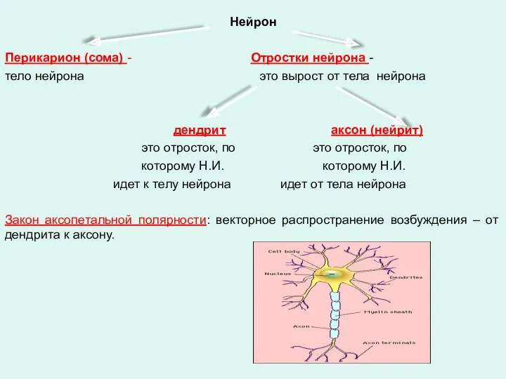 Нейрон Перикарион (сома) - Отростки нейрона - тело нейрона это вырост от тела