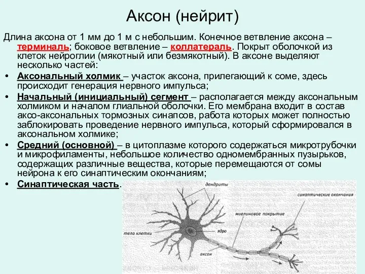 Аксон (нейрит) Длина аксона от 1 мм до 1 м с небольшим. Конечное