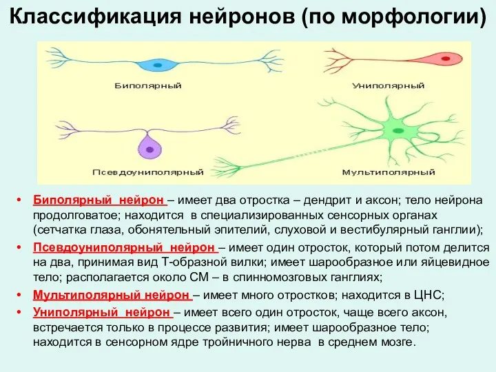 Классификация нейронов (по морфологии) Биполярный нейрон – имеет два отростка – дендрит и