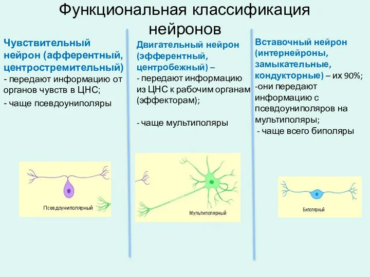 Функциональная классификация нейронов Чувствительный нейрон (афферентный, центростремительный) - передают информацию от органов чувств