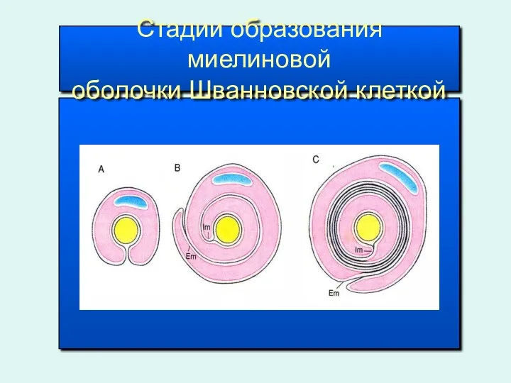 Стадии образования миелиновой оболочки Шванновской клеткой