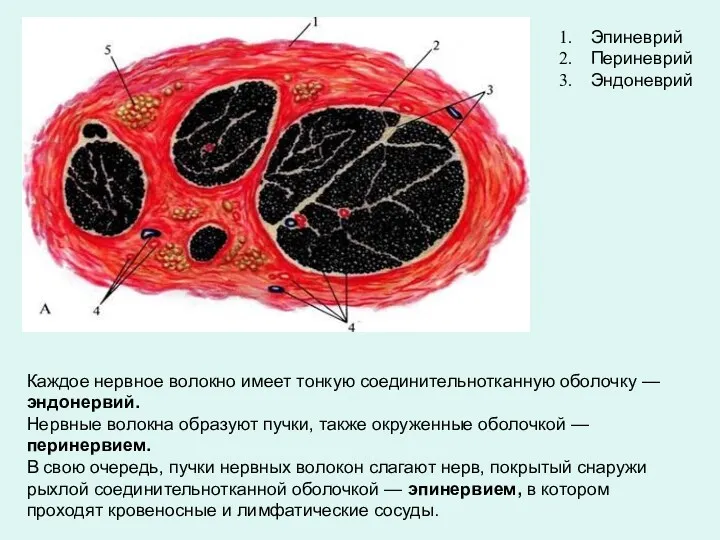Эпиневрий Периневрий Эндоневрий Каждое нервное волокно имеет тонкую соединительнотканную оболочку — эндонервий. Нервные