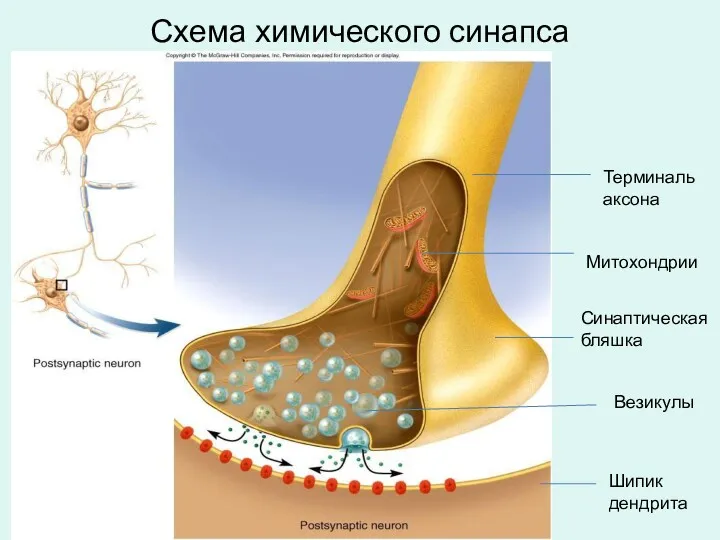 Схема химического синапса Терминаль аксона Синаптическая бляшка Митохондрии Везикулы Шипик дендрита