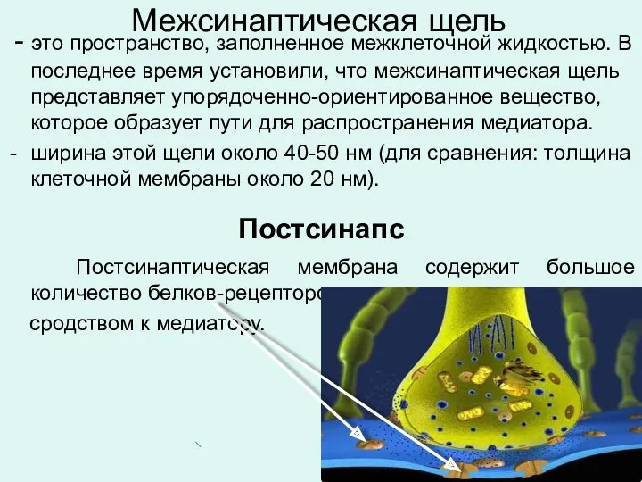 Межсинаптическая щель - это пространство, заполненное межклеточной жидкостью. В последнее