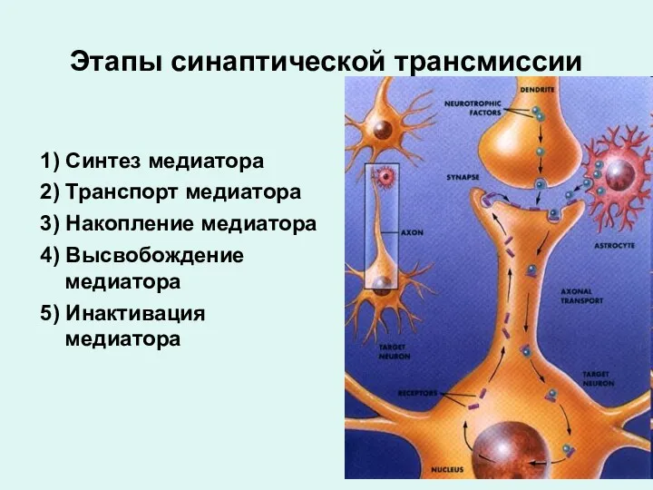 Этапы синаптической трансмиссии 1) Синтез медиатора 2) Транспорт медиатора 3) Накопление медиатора 4)