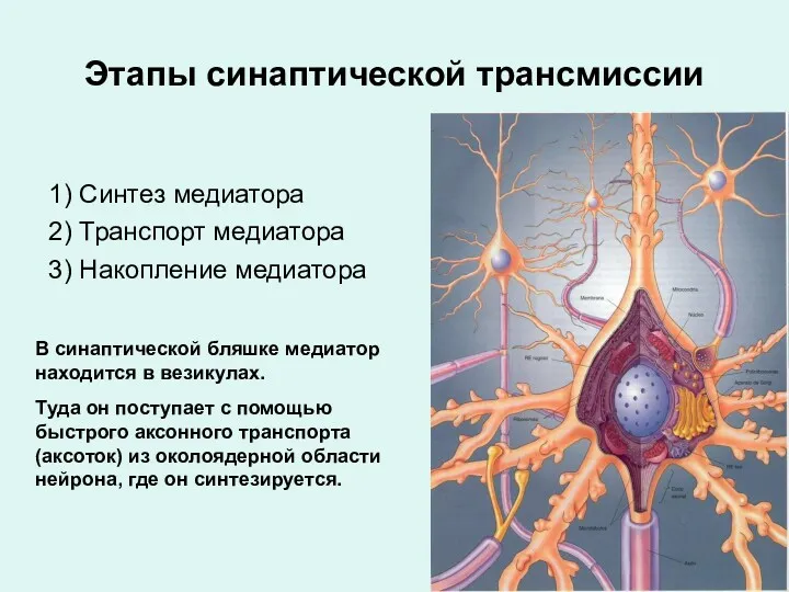 Этапы синаптической трансмиссии 1) Синтез медиатора 2) Транспорт медиатора 3) Накопление медиатора В