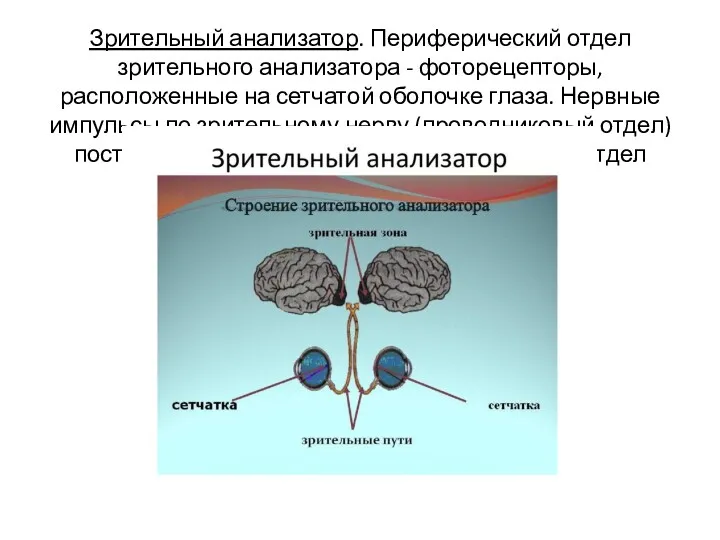 Зрительный анализатор. Периферический отдел зрительного анализатора - фоторецепторы, расположенные на