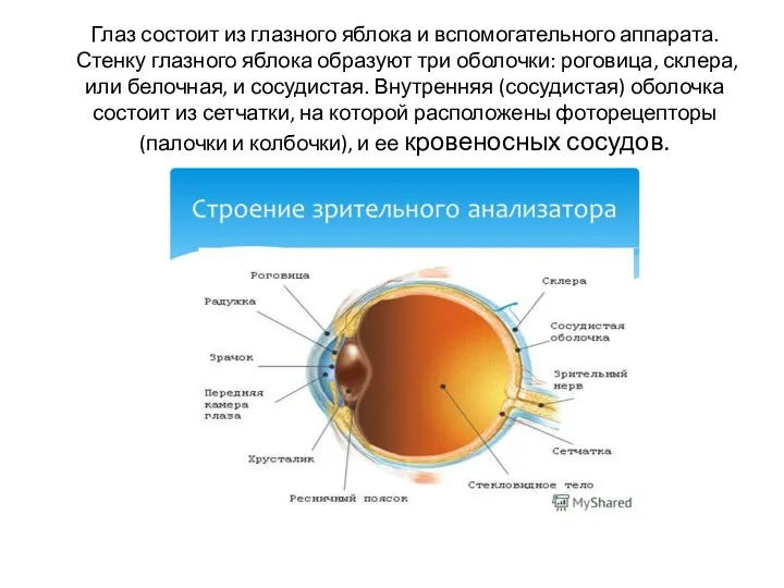 Глаз состоит из глазного яблока и вспомогательного аппарата. Стенку глазного