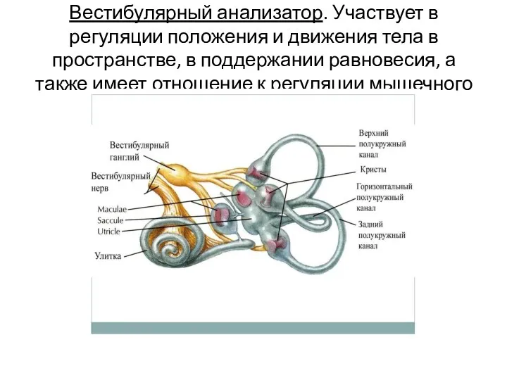 Вестибулярный анализатор. Участвует в регуляции положения и движения тела в