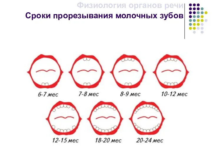 Сроки прорезывания молочных зубов Физиология органов речи