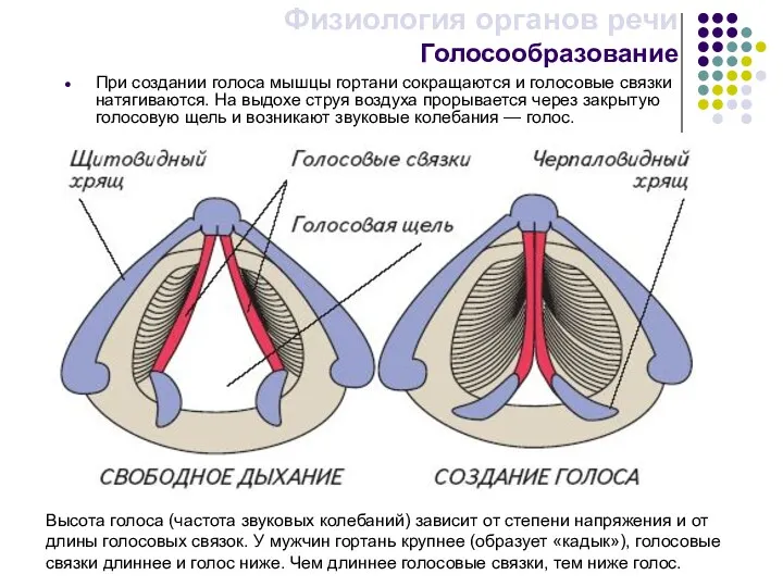 Физиология органов речи Голосообразование Высота голоса (частота звуковых колебаний) зависит