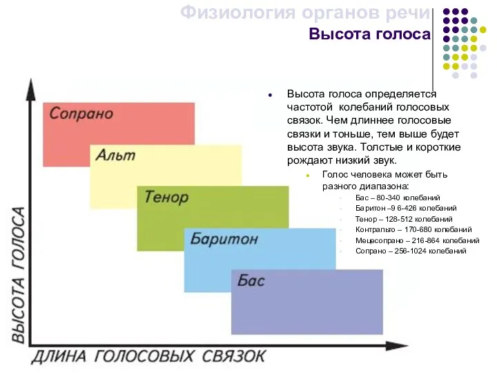 Физиология органов речи Высота голоса Высота голоса определяется частотой колебаний