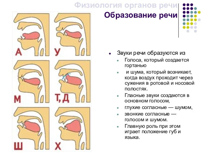 Звуки речи образуются из Голоса, который создается гортанью и шума,