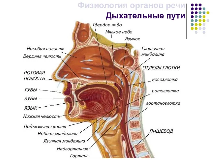 Дыхательные пути Физиология органов речи