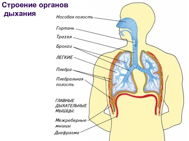 Слуховая система Барабанная перепонка Строение органов дыхания