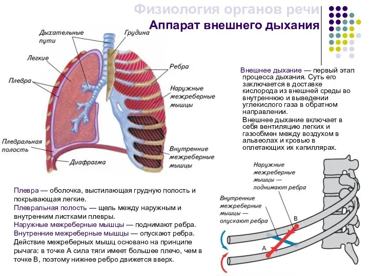 Внешнее дыхание — первый этап процесса дыхания. Суть его заключается