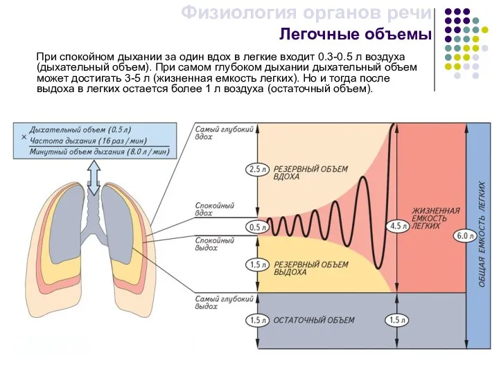 При спокойном дыхании за один вдох в легкие входит 0.3-0.5