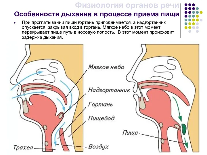 При проглатывании пищи гортань приподнимается, а надгортанник опускается, закрывая вход