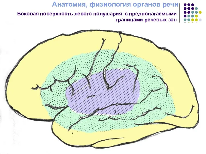 Анатомия, физиология органов речи Боковая поверхность левого полушария с предполагаемыми границами речевых зон