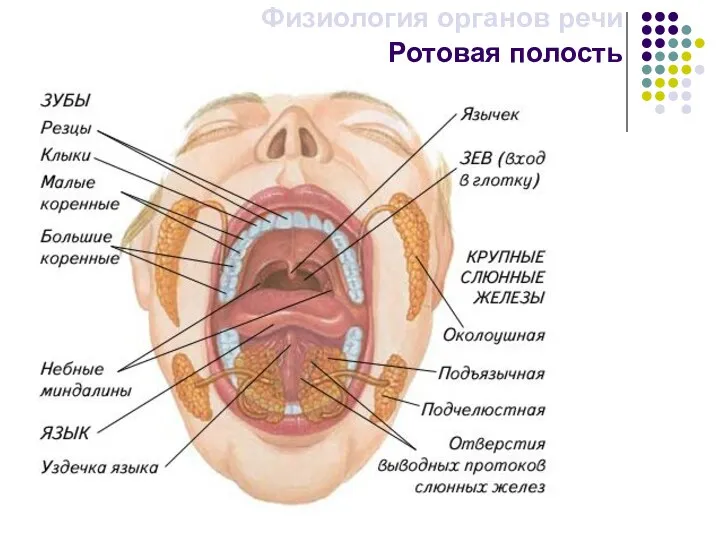 Ротовая полость Физиология органов речи
