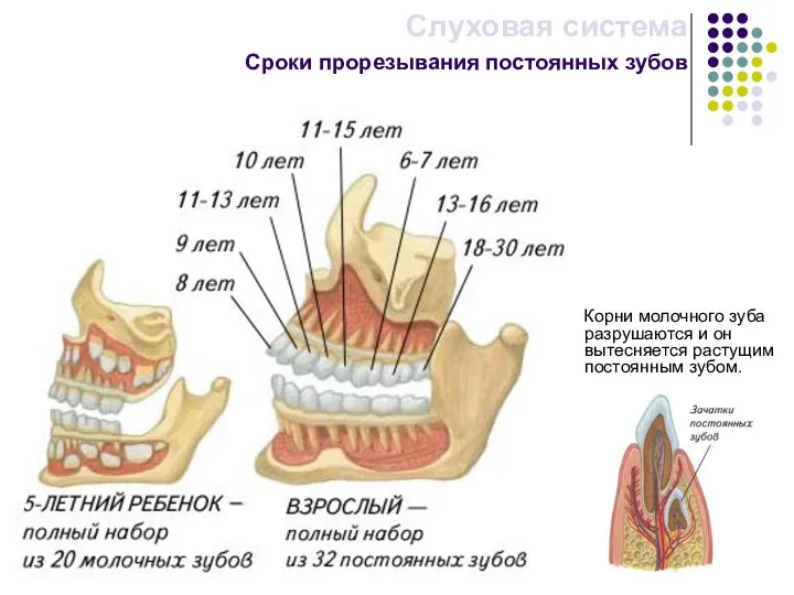 Корни молочного зуба разрушаются и он вытесняется растущим постоянным зубом. Слуховая система Сроки прорезывания постоянных зубов