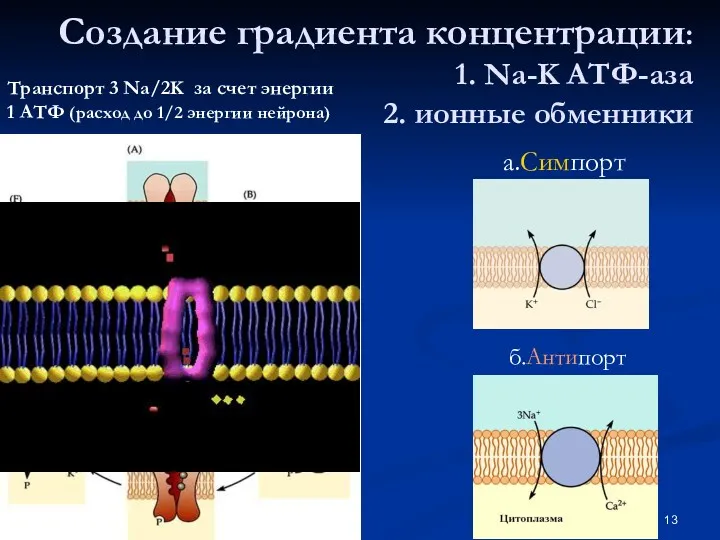 Создание градиента концентрации: 1. Na-K АТФ-аза 2. ионные обменники Транспорт