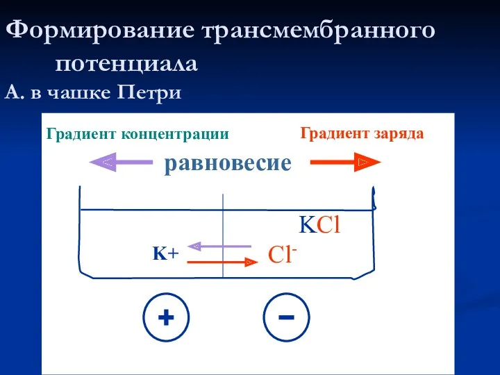 Формирование трансмембранного потенциала А. в чашке Петри KCl K+ Cl- Градиент концентрации Градиент заряда равновесие