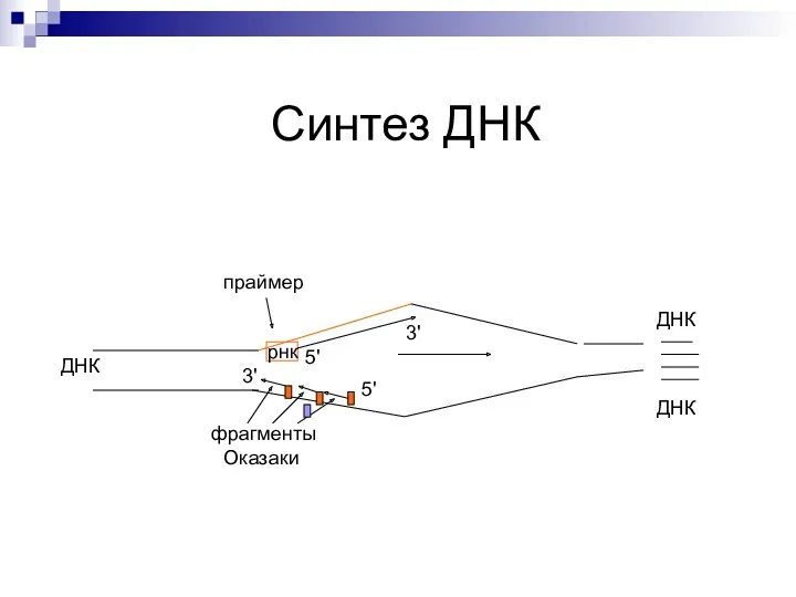 Синтез ДНК ДНК праймер рнк 5' 3' 5' 3' фрагменты Оказаки ДНК ДНК